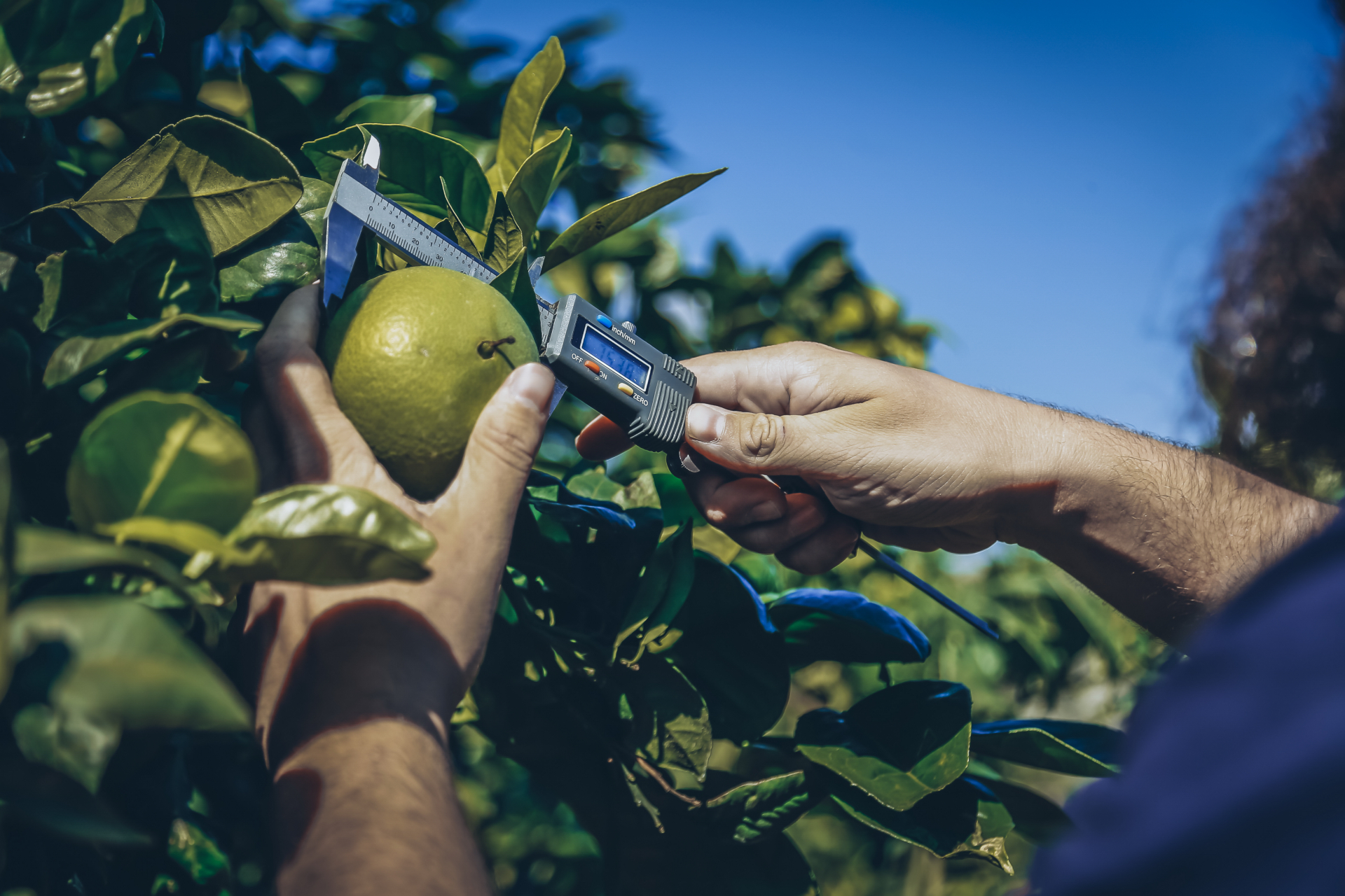 fotfitogar_innovación_agricultura